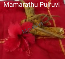 Load image into Gallery viewer, MAMARATHU PULRUVI / மாமரத்து புல்லுருவி
