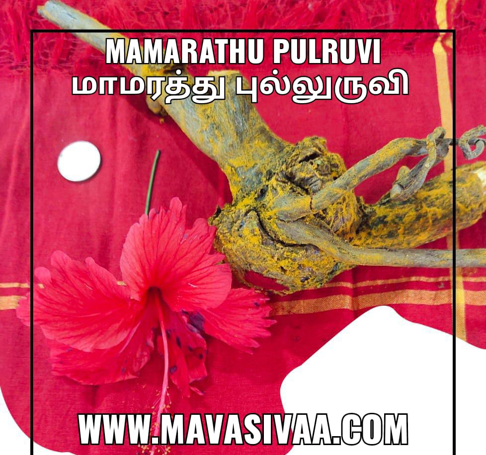 MAMARATHU PULRUVI / மாமரத்து புல்லுருவி